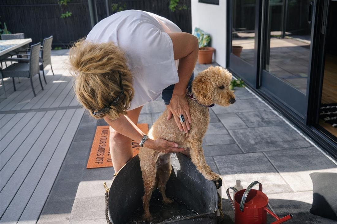 Louise gently washing a dog during a home visit